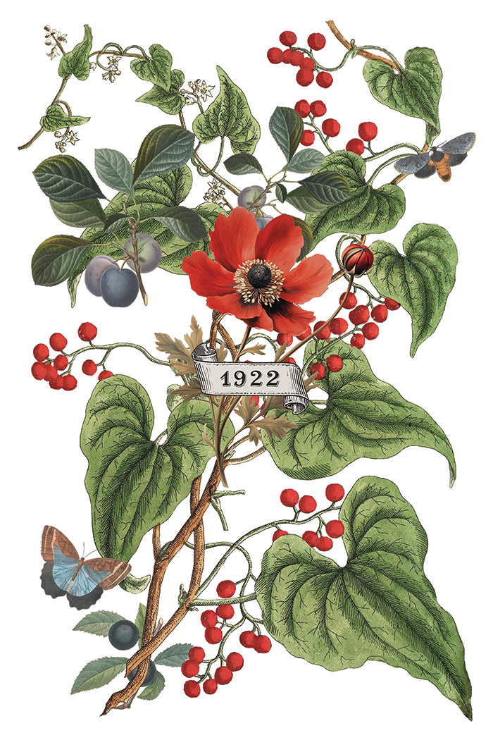 IOD Clementine Transfer
