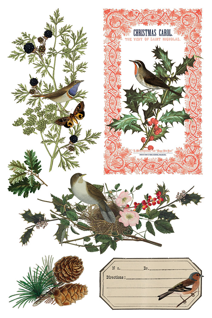 IOD Winter Botanist Transfer