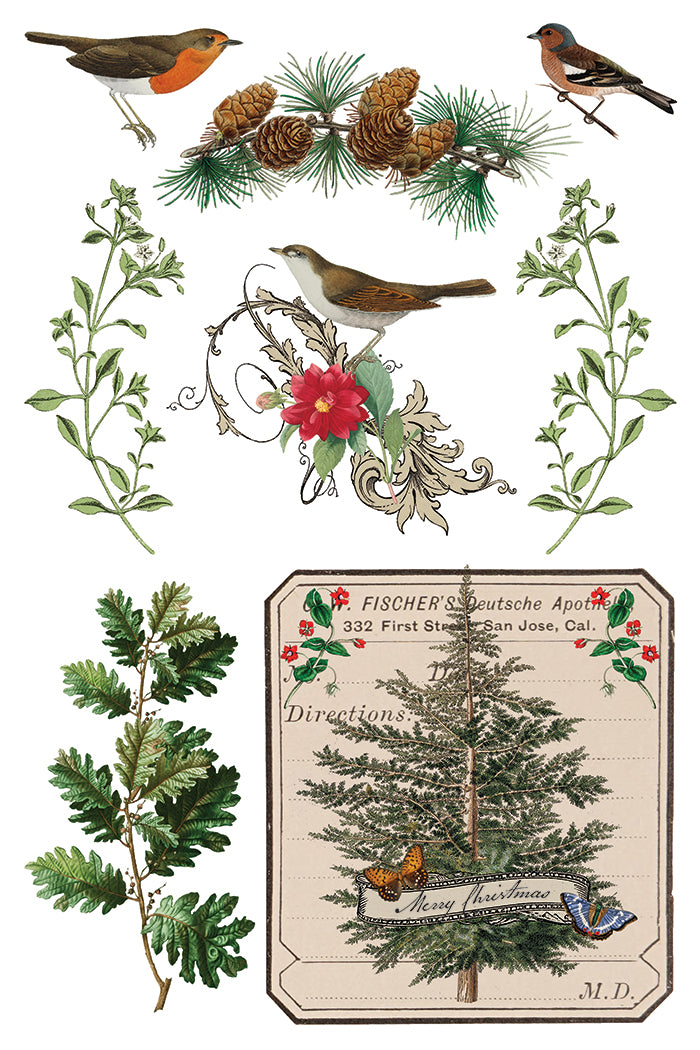 IOD Winter Botanist Transfer