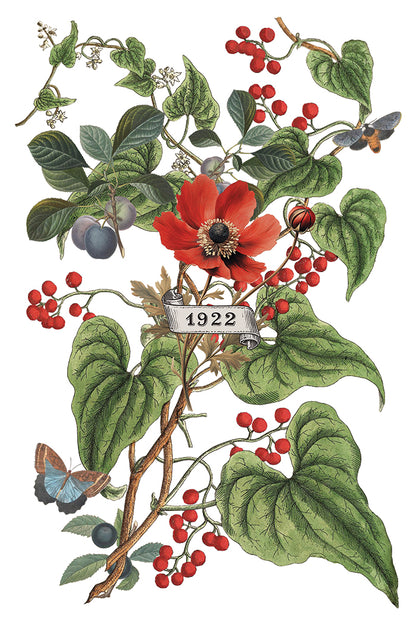 IOD Clementine Transfer