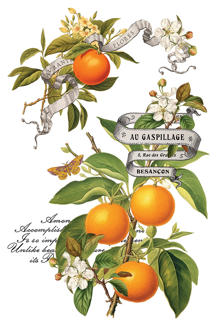 IOD Clementine Transfer