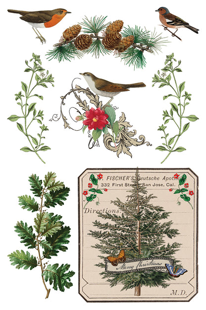 IOD Winter Botanist Transfer