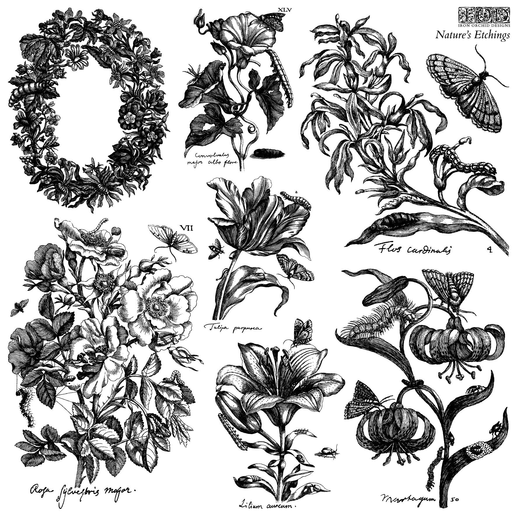 IOD Nature's Etchings 12x12 Stamp