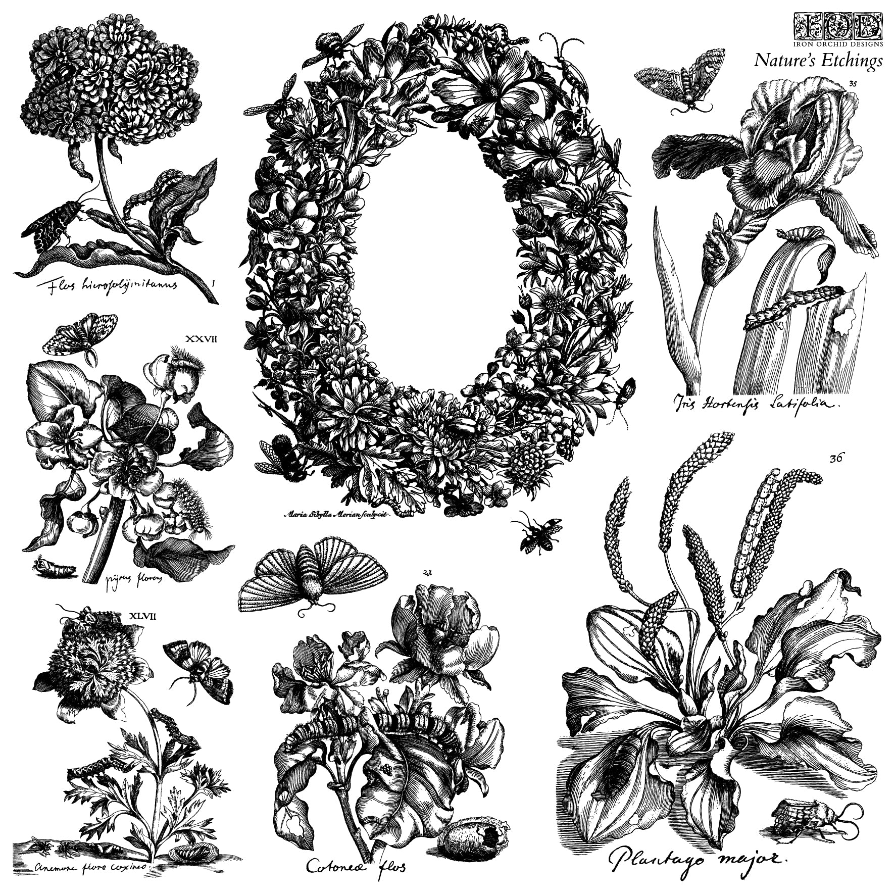 IOD Nature's Etchings 12x12 Stamp