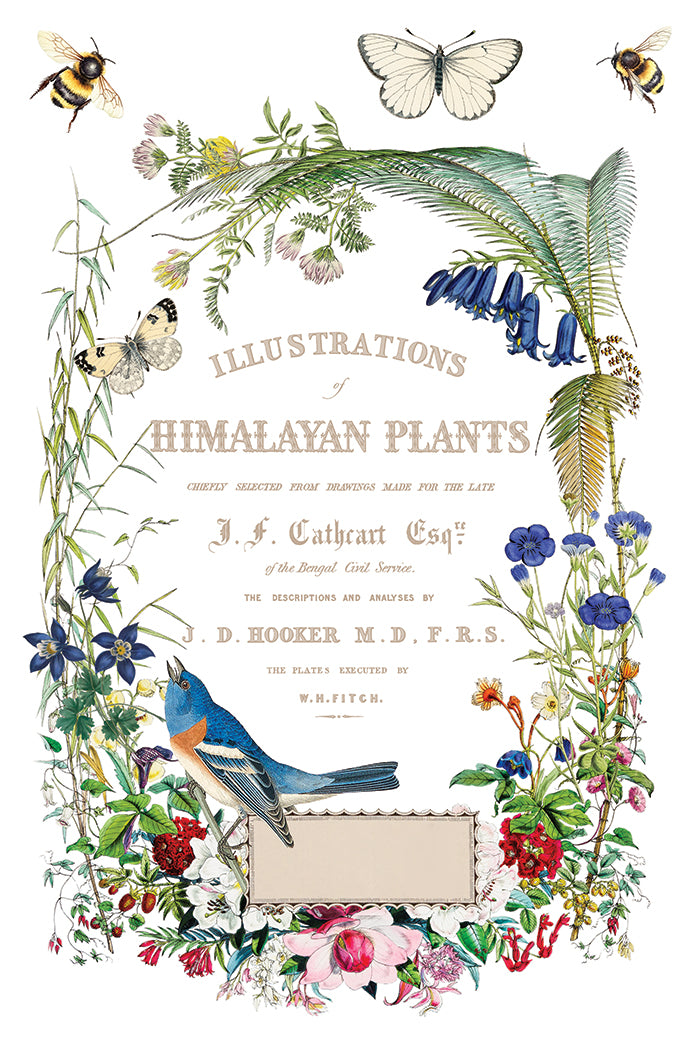 IOD Flora Greca Transfer 8x12